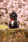 pekingese