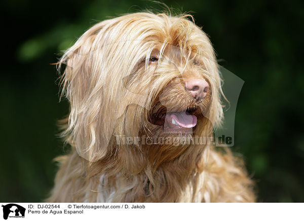 Spanischer Wasserhund / Perro de Agua Espanol / DJ-02544