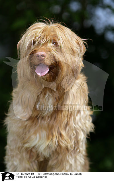 Spanischer Wasserhund / Perro de Agua Espanol / DJ-02549