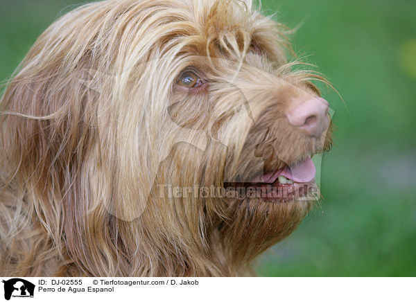 Spanischer Wasserhund / Perro de Agua Espanol / DJ-02555