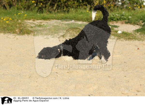 buddelnder Perro de Agua Espanol / digging Perro de Agua Espanol / KL-08051