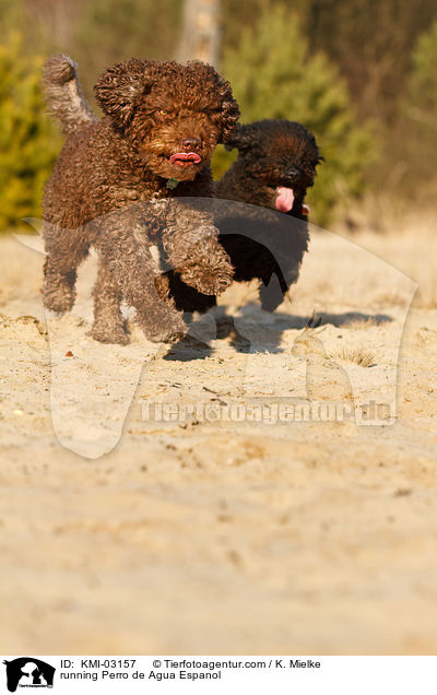 rennende Perro de Agua Espanol / running Perro de Agua Espanol / KMI-03157