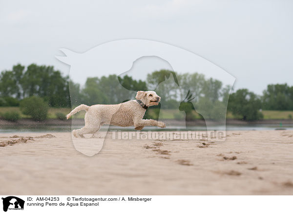 rennender Perro de Agua Espanol / running Perro de Agua Espanol / AM-04253