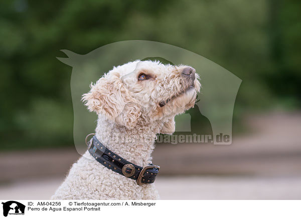 Perro de Agua Espanol Portrait / Perro de Agua Espanol Portrait / AM-04256