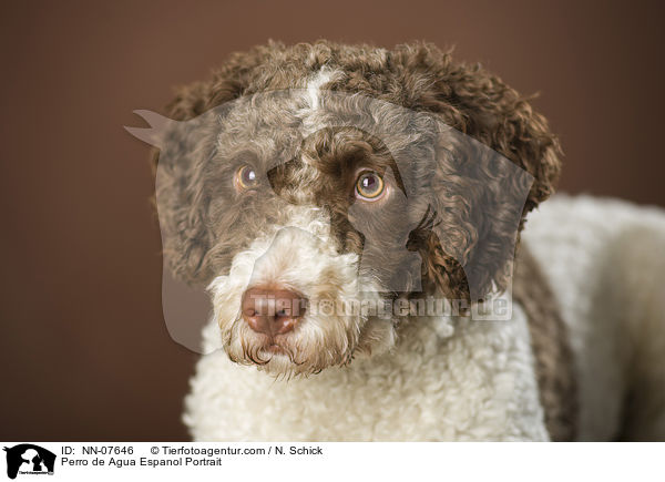Perro de Agua Espanol Portrait / NN-07646