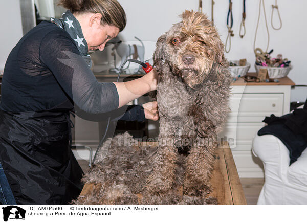 Perro de Agua Espanol wird geschoren / shearing a Perro de Agua Espanol / AM-04500