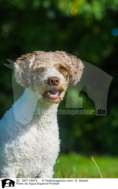 PePerro de Agua Espanol Portrait / Perro de Agua Espanol Portrait / SST-14874
