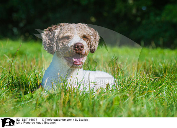 liegender Perro de Agua Espanol / lying Perro de Agua Espanol / SST-14877