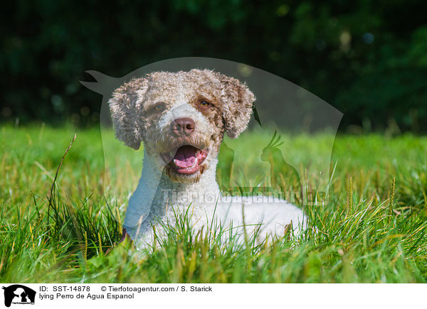 liegender Perro de Agua Espanol / lying Perro de Agua Espanol / SST-14878
