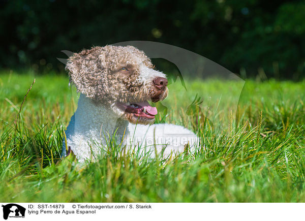 liegender Perro de Agua Espanol / lying Perro de Agua Espanol / SST-14879