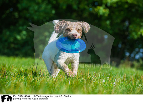 spielenbder Perro de Agua Espanol / playing Perro de Agua Espanol / SST-14884