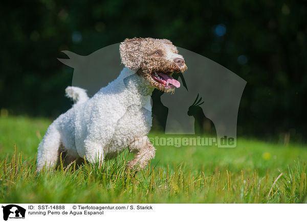 rennender Perro de Agua Espanol / running Perro de Agua Espanol / SST-14888