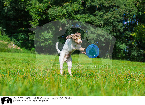 spielenbder Perro de Agua Espanol / playing Perro de Agua Espanol / SST-14893