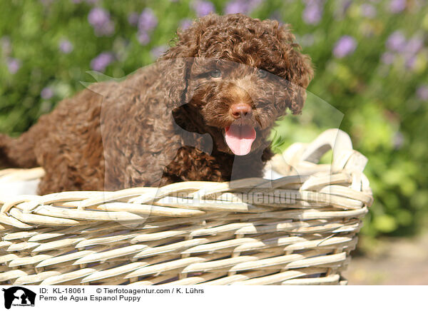 Perro de Agua Espanol Welpe / Perro de Agua Espanol Puppy / KL-18061