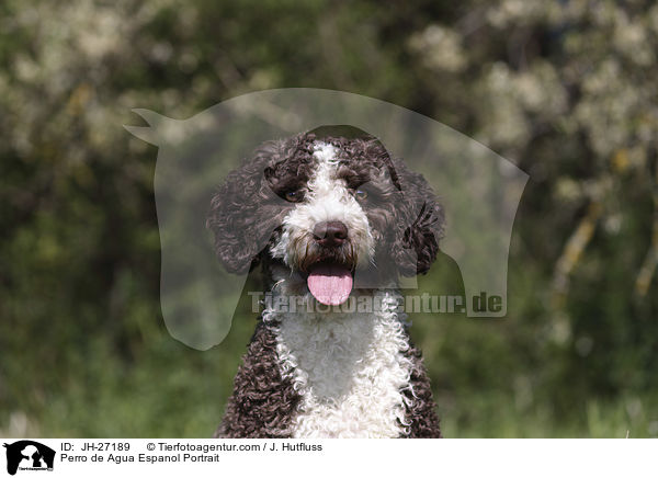 Perro de Agua Espanol Portrait / Perro de Agua Espanol Portrait / JH-27189
