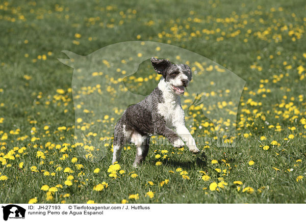 rennender Perro de Agua Espanol / running Perro de Agua Espanol / JH-27193