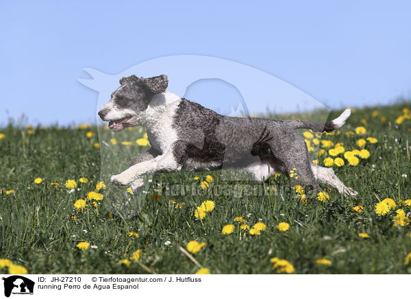 rennender Perro de Agua Espanol / running Perro de Agua Espanol / JH-27210