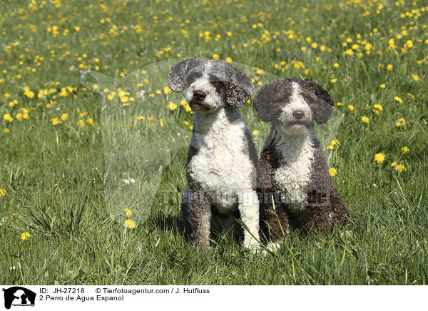 2 Perro de Agua Espanol / 2 Perro de Agua Espanol / JH-27218