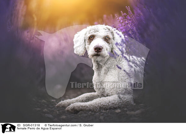 Perro de Agua Espanol Hndin / female Perro de Agua Espanol / SGR-01318