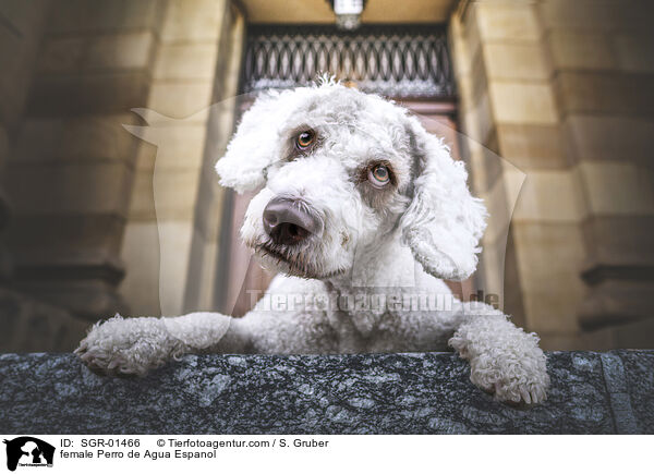 Perro de Agua Espanol Hndin / female Perro de Agua Espanol / SGR-01466