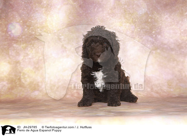 Perro de Agua Espanol Welpe / Perro de Agua Espanol Puppy / JH-29785