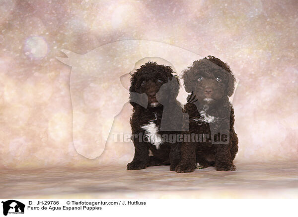 Perro de Agua Espanol Welpen / Perro de Agua Espanol Puppies / JH-29786