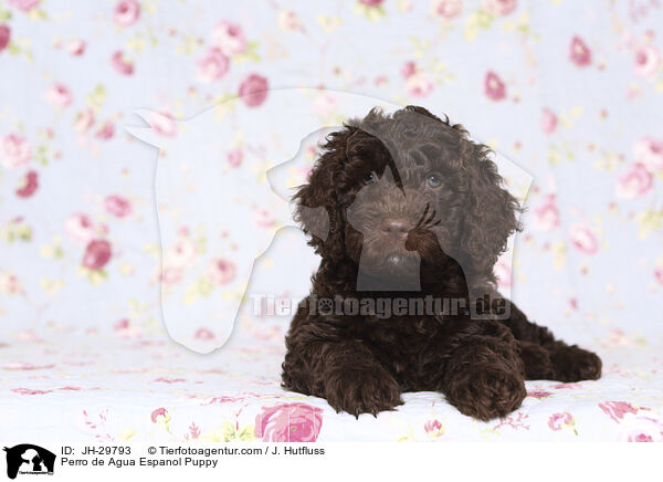 Perro de Agua Espanol Welpe / Perro de Agua Espanol Puppy / JH-29793