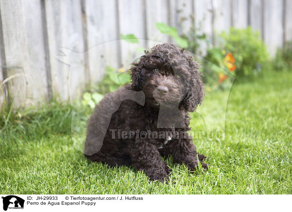 Perro de Agua Espanol Welpe / Perro de Agua Espanol Puppy / JH-29933