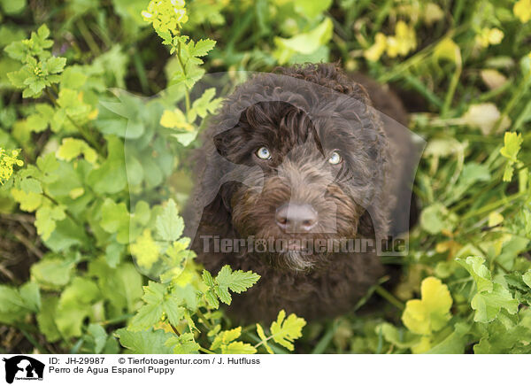 Perro de Agua Espanol Welpe / Perro de Agua Espanol Puppy / JH-29987