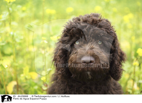 Perro de Agua Espanol Welpe / Perro de Agua Espanol Puppy / JH-29988