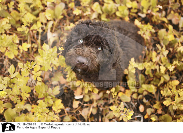 Perro de Agua Espanol Welpe / Perro de Agua Espanol Puppy / JH-29989