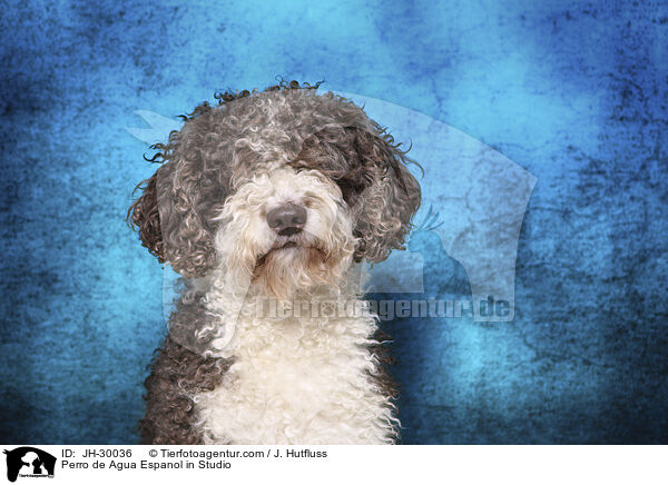 Perro de Agua Espanol im Studio / Perro de Agua Espanol in Studio / JH-30036