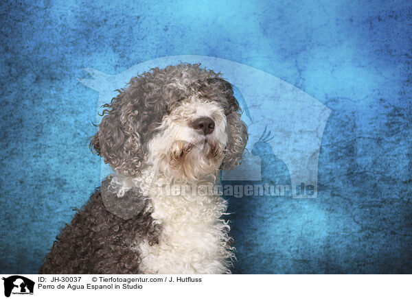 Perro de Agua Espanol im Studio / Perro de Agua Espanol in Studio / JH-30037