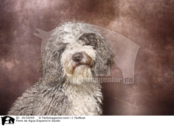 Perro de Agua Espanol im Studio / Perro de Agua Espanol in Studio / JH-30055