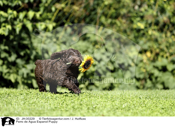Perro de Agua Espanol Welpe / Perro de Agua Espanol Puppy / JH-30229