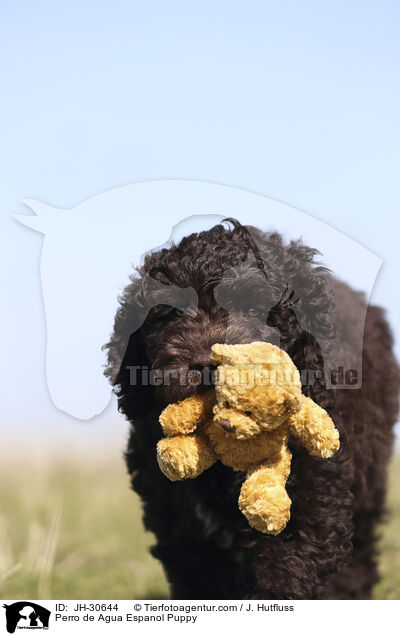 Perro de Agua Espanol Puppy / JH-30644