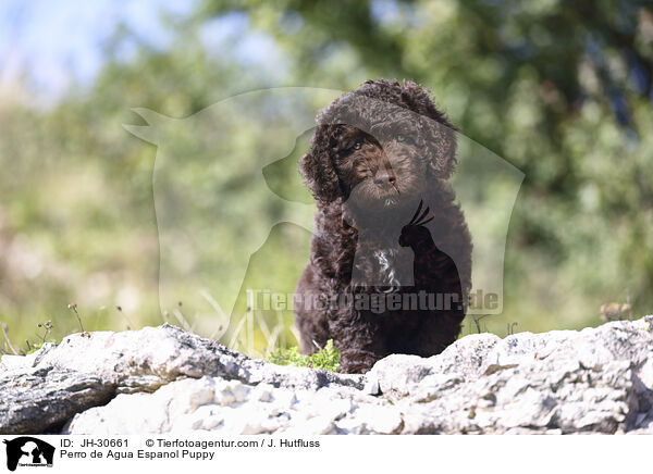 Perro de Agua Espanol Welpe / Perro de Agua Espanol Puppy / JH-30661