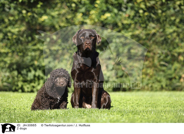 2 dogs / JH-30665