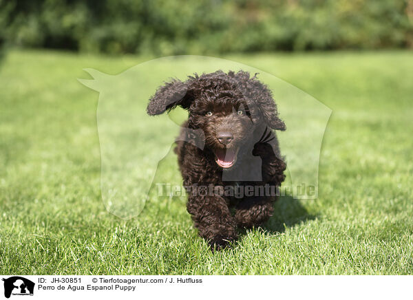 Perro de Agua Espanol Welpe / Perro de Agua Espanol Puppy / JH-30851