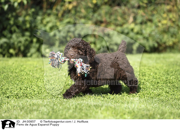 Perro de Agua Espanol Welpe / Perro de Agua Espanol Puppy / JH-30857