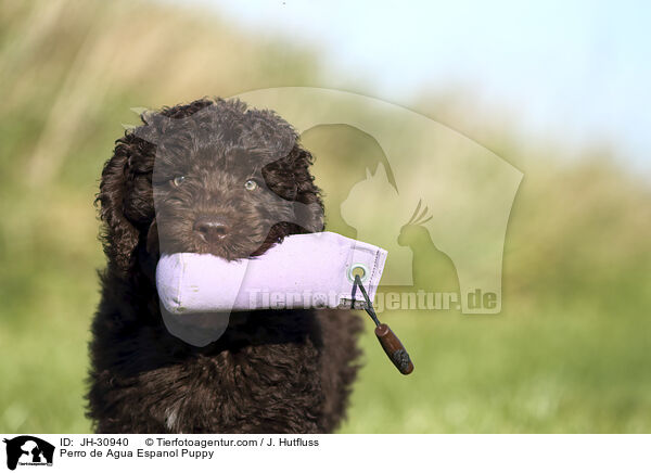Perro de Agua Espanol Welpe / Perro de Agua Espanol Puppy / JH-30940