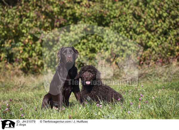 2 dogs / JH-31079