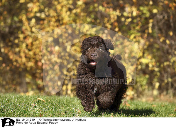 Perro de Agua Espanol Welpe / Perro de Agua Espanol Puppy / JH-31219