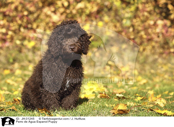 Perro de Agua Espanol Welpe / Perro de Agua Espanol Puppy / JH-31245