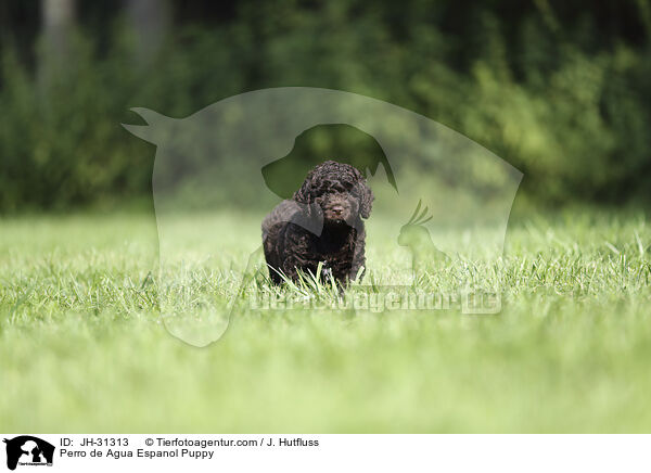 Perro de Agua Espanol Welpe / Perro de Agua Espanol Puppy / JH-31313