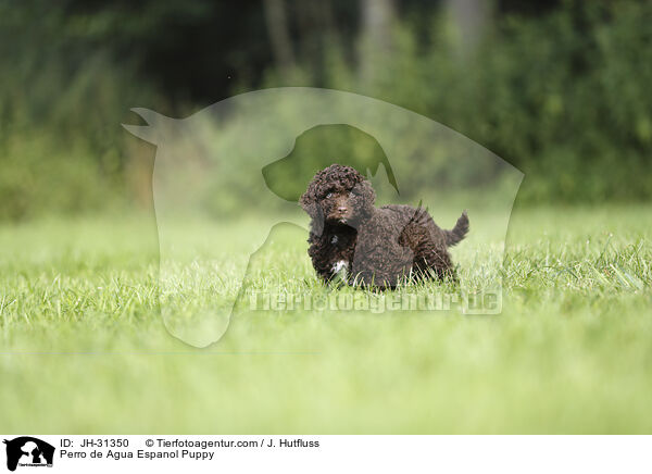 Perro de Agua Espanol Puppy / JH-31350