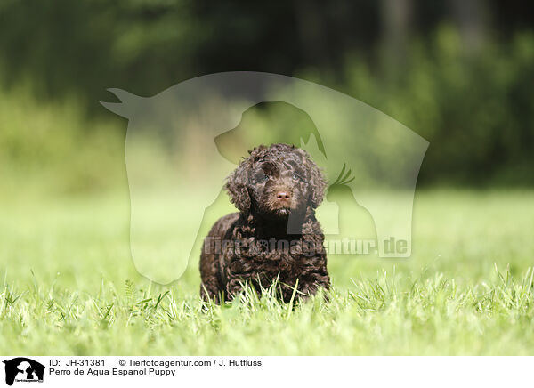 Perro de Agua Espanol Welpe / Perro de Agua Espanol Puppy / JH-31381