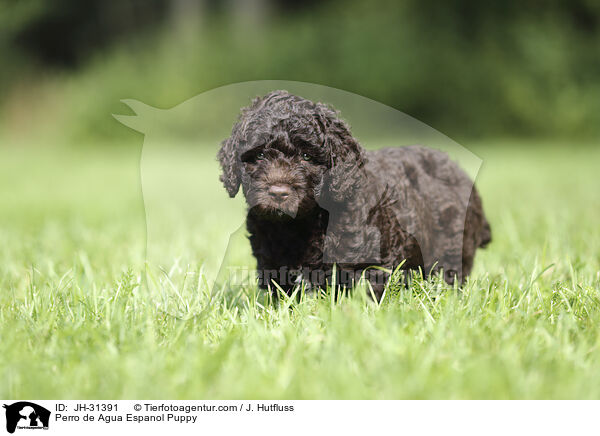 Perro de Agua Espanol Puppy / JH-31391