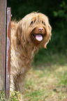 Perro de Agua Espanol