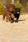 running Perro de Agua Espanol